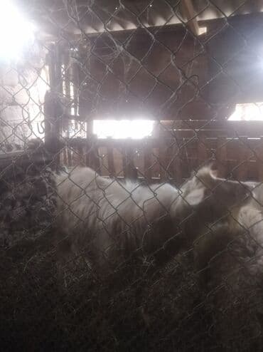 Akvariumlar: Qoyun – yerli cins Təsvir: - Ağ-açıq rəngli, uzun yunlu yerli qoyun - — 2