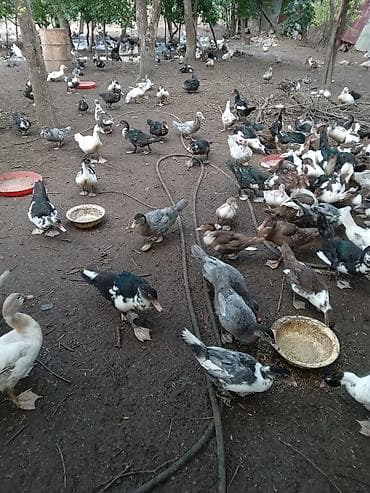 qaşqaldağ quşu: Muscovy ördəkləri (hind ördəyi) – çoxsaylı sürü Qiymətləri Ferqlidir — 7