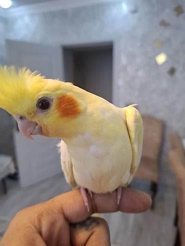 satdig quslar: Salam. sari sirin karella balasi satilir. oz qusumun balasidi — 8