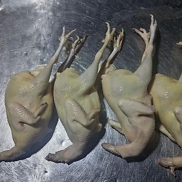 Qaz: Məhsul: Təmizlənmiş bildirçin ətləri - Tam təmizlənmiş, lələk və — 1