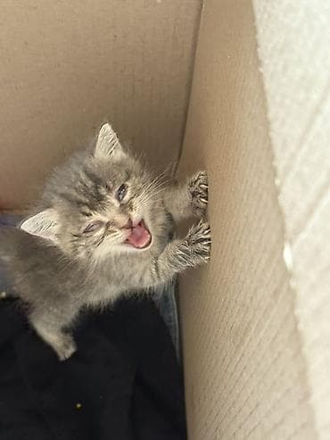 объявления кошки: Kiçik bir pişik balası tapdım… blokda ilişib qalmışdı və yazıq-yazıq — 4