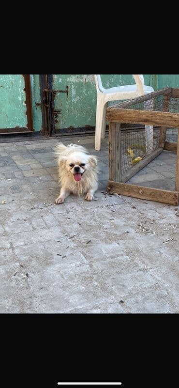 pekines it satisi: Pekines, 1 ay, Erkek, Peyvəndli, Ünvandan götürmə — 3