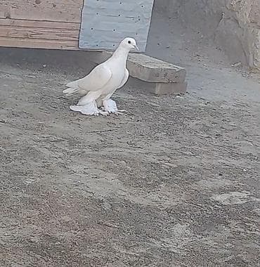 goyərcin yuvalari: Leleyli orta 2 tuk goy quyrugdu war kimidi oynag tutulmadi qanadi — 10