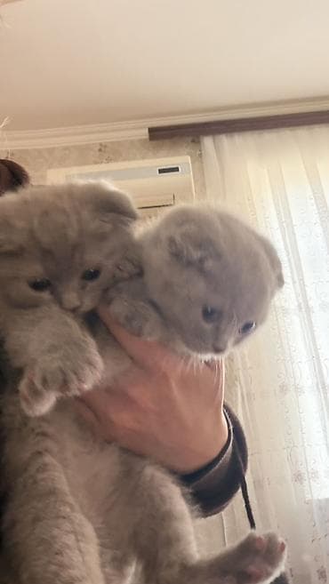 keci balası: Şotland yastı qulaq, Dişi — 4