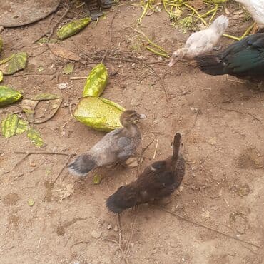 kayuqa ordək: Lal ördəklər macar sortu zümrüdü mirvari göy rəng balalarda satılır — 2