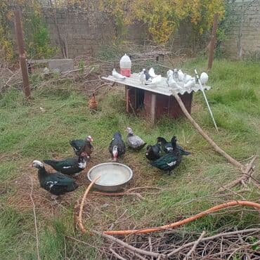 Lal ördekler3 erkek 5 dişi erkek 20 AZN dişi 17 AZN tam sağlam cavan — 5