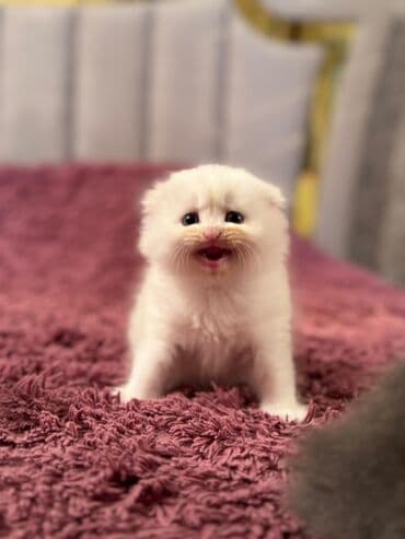 şotlan pişik: Şotland yastı qulaq, Erkək, Dişi, Yaxşı əllərə, Ünvandan götürmə, Pulsuz çatdırılma, Ödənişli çatdırılma — 13