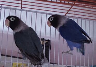 шпиц бу: Müxtəlif rənglərdə olan bu sevimli tutuquşular, evinizə sevinc və — 2