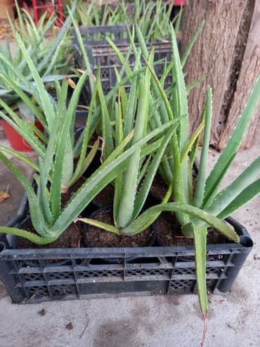 Çöl bitkiləri: Bu təsvirdəMüalicəvi aloe və Aloe vera bitkiləri təsvir edilmişdir — 6