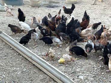 cücə və xoruz: Toyuq, Australorp, Brama, Damazlıq, Ünvandan götürmə — 17