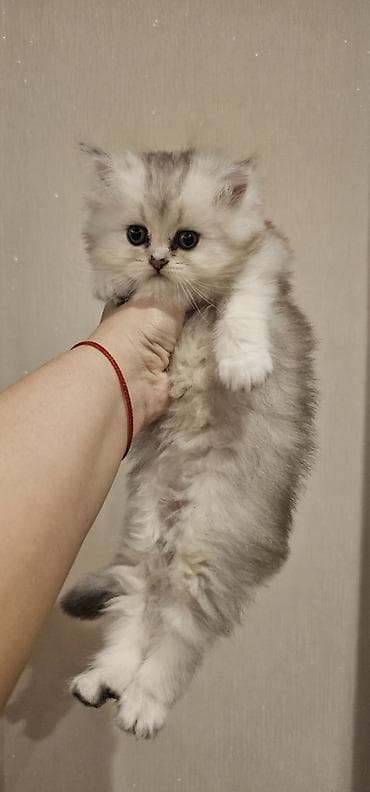 Şinşilla, Dişi, Yaxşı əllərə, Ünvandan götürmə, Ödənişli çatdırılma