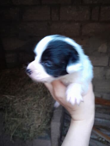 cibus itleri: Zvonok, 1 ay, Dişi, Ünvandan götürmə — 11