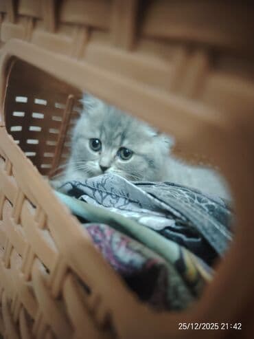 донской сфинкс котята: Самец, Самка — 4