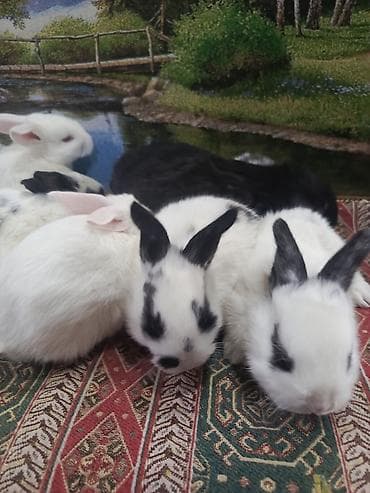 qus qefesi: Dovşan yemi 2-azn Bala Dovşanlar 5azn. Apilka (Yonqar 1.50azn) — 4