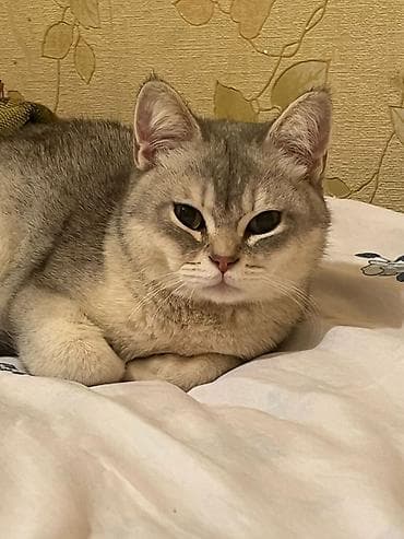 qoyun heyvan: Şotland — 4