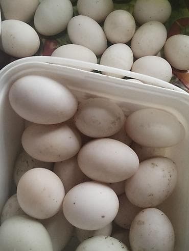 Bitki yağı: Salam Aleykum yaşıl baş, kuban, pekin, ördeklerinin yumurtaları — 2