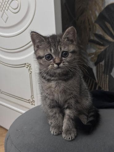 pisiyler: Şotland yastı qulaq — 8