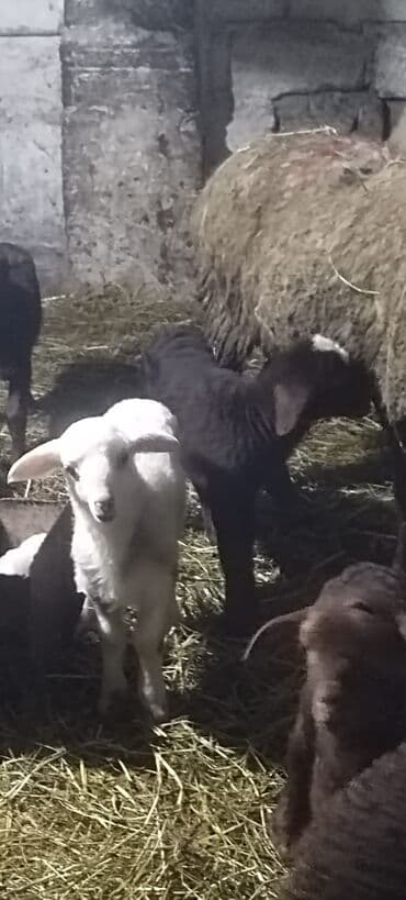 İtlər: Salam qoca qoyunlar satılır 350 ünvan Siyəzən əlaqə nömrəsi — 1