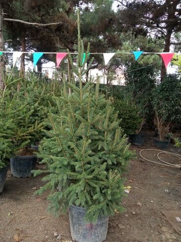 sumax ağacı: Yeni il şamları Pixta və Kremlovski təbii şamlar dibçəkdə topdan en — 29