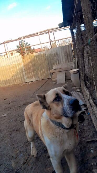 Alabay, 11 ay, Erkek, Peyvəndli, Ünvandan götürmə