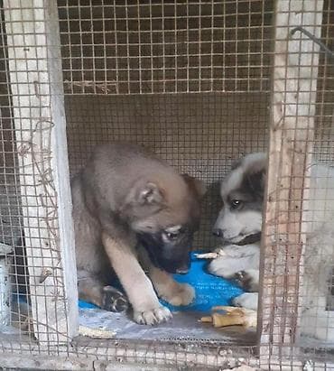 tap. az heyvanlar şabran: Alabay, 1 ay, Dişi, Ünvandan götürmə — 8