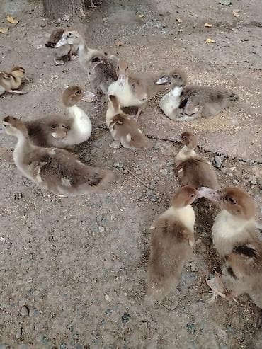 quşlar: Lal ördek balası sort ördek.2 aylıqdı et yıgan ördek Muscovy/hind — 1