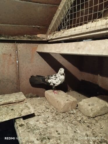 доска объявлений птицы: Tam sağlam 10 quş,tək tək ayrı qiymət real alıcıya endirimdə olacaq — 9