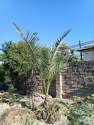 Tinglər: Xurma (ıran xurması) – dekorativ bəzək bitkisi satılır. ünvan Maştağa — 2