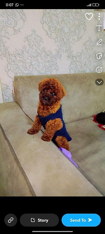 Pudel, 4 ay, Dişi lalafo.az -da Pudel, 4 ay, Dişi