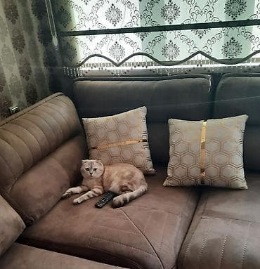 Şinşilla, Erkək, Yaxşı əllərə