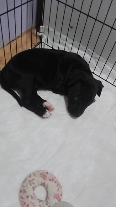 pitbul itlər: Питбуль, 1 месяц, Самка, С прививками — 5