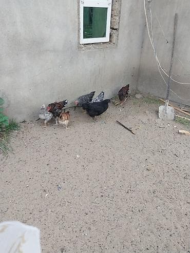 heyvanla: Təmiz xarkov xorizları,və adi xoruzlar,cox olduğu ücün satılır — 6