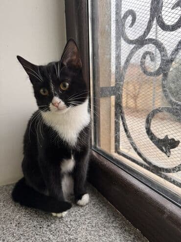 вольер для кота: Самка, В добрые руки — 3