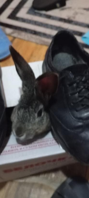 Evdə bəslənmiş dovşan - Növ: ev dovşanı - Rəng: boz-gümüşü -