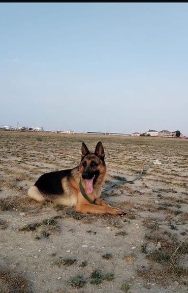 zvanok itler etibarlı əllərə veriril: Alman çoban iti, Erkek, Peyvəndli — 2