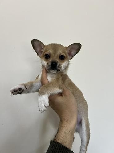 afcarka balalarinin satisi: Çixuahua, 2 ay, Erkek, Peyvəndli, Ödənişli çatdırılma — 5