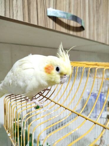 Dişi korella qefesle birge satilir Xüsusiyyətlər: - Sakit və lalafo.az -da — 3 Dişi korella qefesle birge satilir Xüsusiyyətlər: - Sakit və — 3