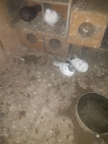 jako tutuqusu satilir: Gördüyünüz qarabaş maya satilir 3 saat ucur alan adam olsa endirim — 1