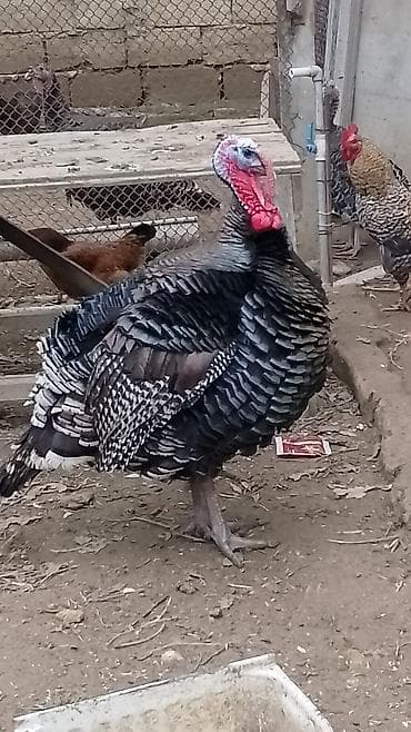 Hunduşka 7 kq