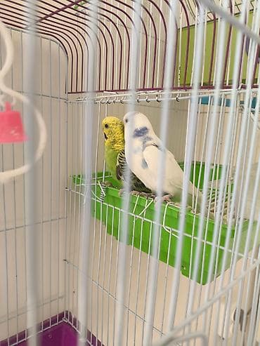 hamster yuvası: Məhsul: Dalmatian və yaşıl rəngli iki büdcürük (papuqay) cütü və qəfəs — 1