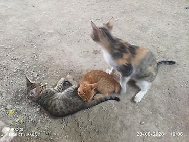 Pişiklər: Tabbi, Yaxşı əllərə, Pulsuz çatdırılma — 2