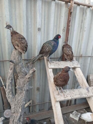 gence toyuq cuce: Digər quşlar — 5