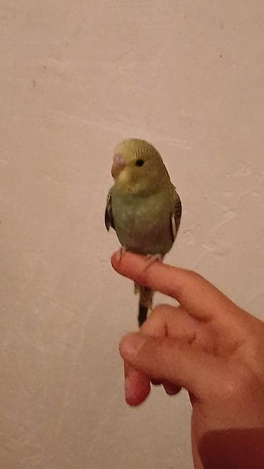 Tutuquşları: Salam. Əl quşudur. isteyen Vpdan yazsin vidiosunu atim. Ünvan — 1