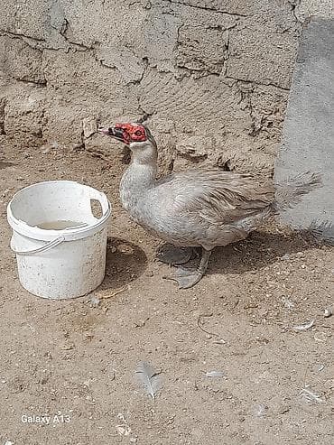 Lal ordey Lavanda cinsi. təmiz qan. Erkeydiler. 3-4 günlük balalar da