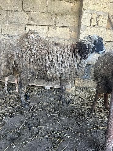 yerli inək: Bogaz qoyun satilir dogmaqa az qalib — 2