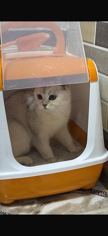 erkey pisik adlari: Şinşilla, Dişi, Yaxşı əllərə, Ünvandan götürmə — 2