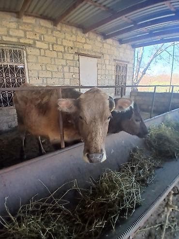 halep keçisi satilir: 6 aylıq boğazdı 10litir süd verir süper damazlıq maldı real alıcı zəng — 1