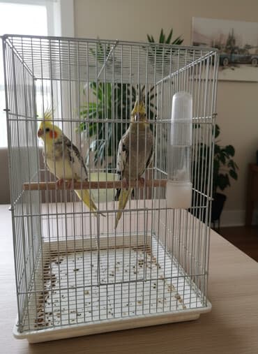 i̇ran qefesi: Məhsul: Nimfa tutuquşuları (cüt) Biri 50azn Cütü 90azn Təsvir: - Növ — 1