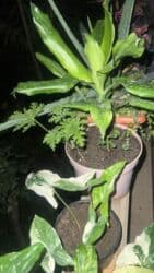 yeni il şənliyi 2022: Xalça — 53