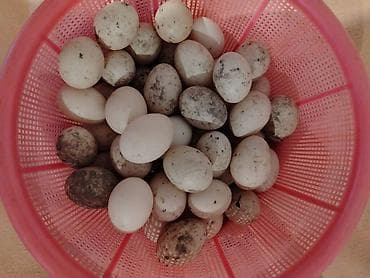 bala ordek: Təbii kənd yumurtaları - Növ: Xırda ölçülü ağ yumurtalar (qarışıq — 1